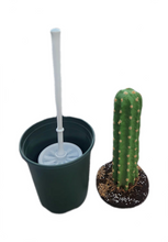 Load image into Gallery viewer, Potty Plants Cactus cover hide toilet bowl scrub brush crafted near the Saguaro National Park.
