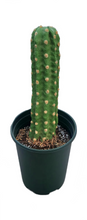 Load image into Gallery viewer, Potty Plants Cactus cover hide toilet bowl scrub brush crafted near the Saguaro National Park.
