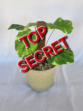 Load image into Gallery viewer, Conceal valuables in potted plant safe, organize DVDs, cover spare toilet paper roll
