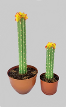 Load image into Gallery viewer, Cactus fun bathroom decor housewarming gift hide toilet plunger &amp; scrub brush
