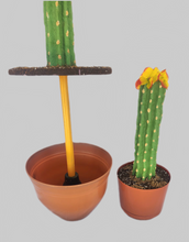 Load image into Gallery viewer, Cactus fun bathroom decor housewarming gift hide toilet plunger &amp; scrub brush
