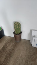 Load image into Gallery viewer, SuccuLINT™ Lint Roller Cover Faux Rare Succulent Cactus Container
