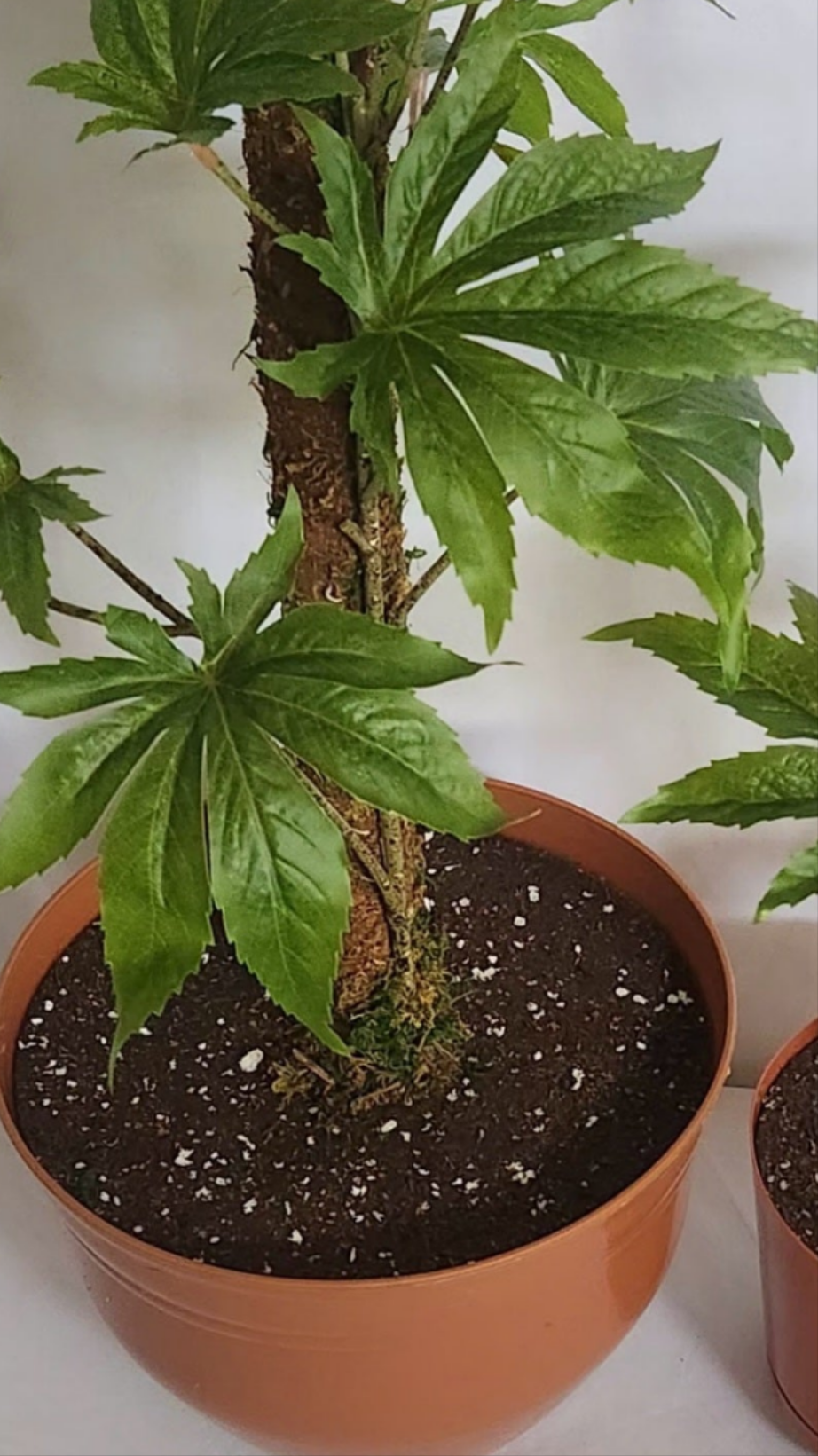 Funnny Mary Jane Bathroom Decoration for Toilet Plunger and Scrub Brush Container Fake Cover Looks Like Pot Plants