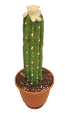 Load image into Gallery viewer, decorative Cactus cover for toilet bowl scrub brush fun decor Potty Plants
