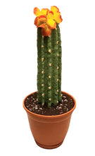 Load image into Gallery viewer, Decorative Cactus cover for hiding toilet bowl scrub brush
