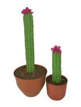 Load image into Gallery viewer, Toilet plunger and brush cover Cactus Southwest Cowboy Western theme bathroom Potty Plants
