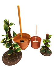 Load image into Gallery viewer, POTTY PLANTS Peperomia hide toilet plunger and scrub brush bathroom decor cover container
