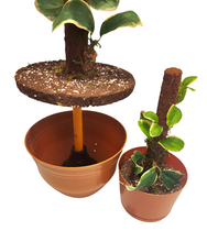 Load image into Gallery viewer, POTTY PLANTS Peperomia hide toilet plunger and scrub brush bathroom decor cover container
