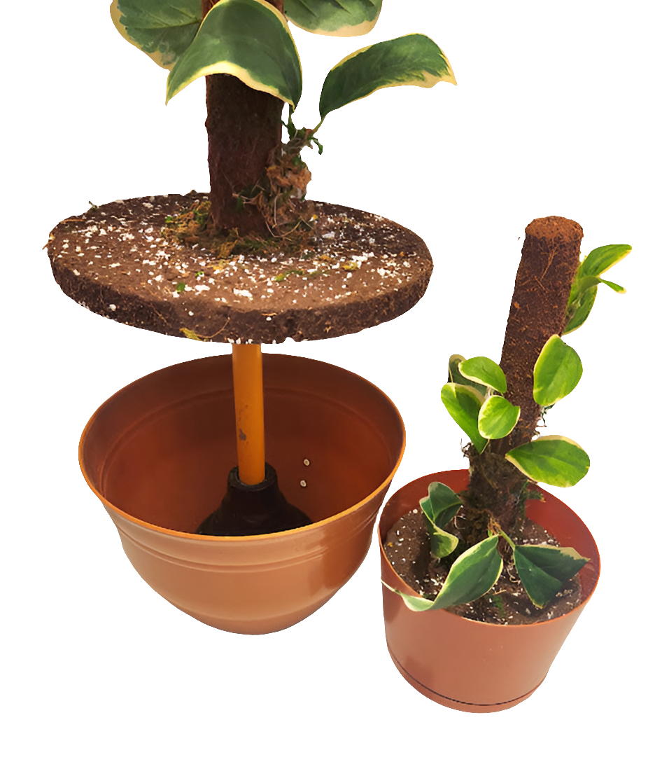 POTTY PLANTS Peperomia hide toilet plunger and scrub brush bathroom decor cover container