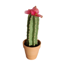 Load image into Gallery viewer, Secret Succulent Cactus Desk Decor Hides Pen Highlighter Sharpie Nail File Toothbrush Envelope Opener Keys Office Organization
