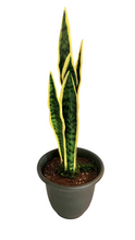 Load image into Gallery viewer, Snake Plant Brush Holder For Hiding Toilet Scrub Brush Cleaning Tool
