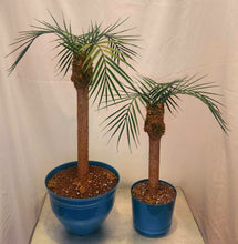 Load image into Gallery viewer, Potty Plants® Palm Trees hide bathroom tools: plunger &amp; toilet bowl brush scrubber inside fake plants Island Tropical Beach decor
