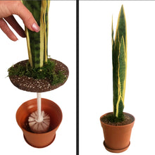 Load image into Gallery viewer, Toilet Snake Plant Cover For Bathroom Cleaning Brush Scrub Brush For Toilet Bowl POTTY PLANTS
