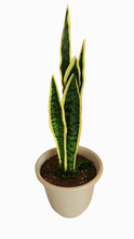 Load image into Gallery viewer, Snake Plant Brush Holder For Hiding Toilet Scrub Brush Cleaning Tool
